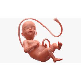 3D Human Fetus at 24 Weeks Rigged model